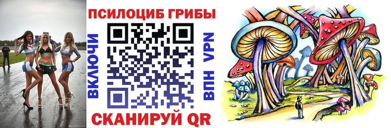 магазин продажи   Мураши  Псилоцибиновые грибы Psilocybine cubensis 